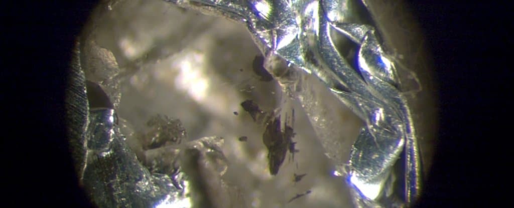 Image Credit: Nester Korolev/University of British Columbia
